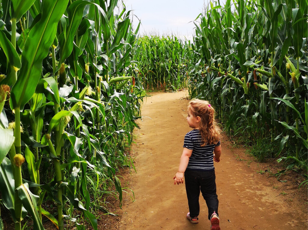 Fillette parcourant le Grand Labyrinthe de la Ferme Guy Rivest, à Rawdon, dans Lanaudière