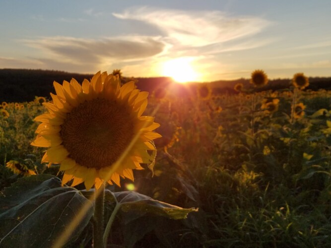 Levée de soleil devant un champs de tournesol au chalet en location Domaine du ranch Privé en Mauricie, chalet avec spa à Sainte-Ursule